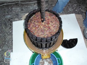 Elaboración de vino - Moscato