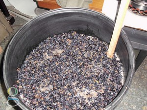 Elaboración casera de vino - Uva Pinot Noir